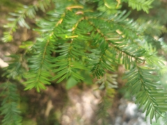 Abies amabilis