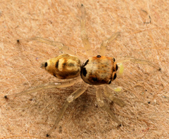 Phintella aequipes
