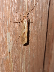 Limnephilus rhombicus