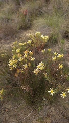 Leucadendron