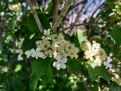 Viburnum opulus