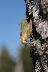 Tettigonia cantans