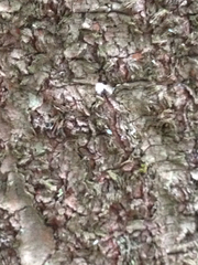 Adelges nordmannianae