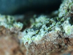 Microcalicium disseminatum