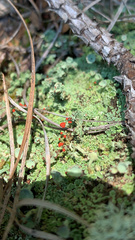 Cladonia cristatella