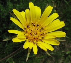Tragopogon pratensis