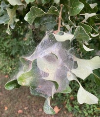 Hyphantria cunea