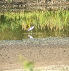 Recurvirostra americana