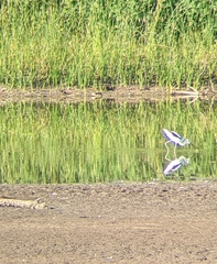 Recurvirostra americana