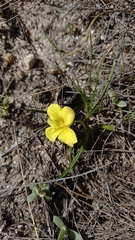 Moraea fugacissima