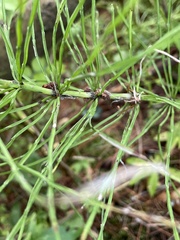 Equisetum