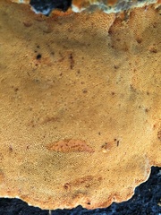 Aurantiporus croceus