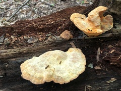 Aurantiporus croceus