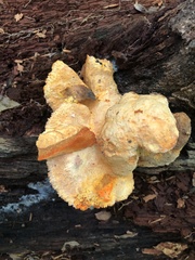 Aurantiporus croceus