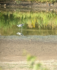 Recurvirostra americana