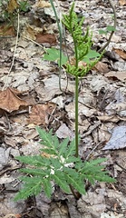 Sceptridium dissectum