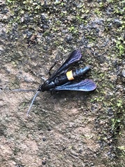 Synanthedon exitiosa