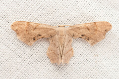 Calledapteryx dryopterata