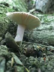 Russula mariae