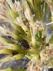 Spilostethus pandurus