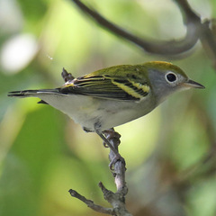 Setophaga pensylvanica