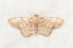 Hypagyrtis