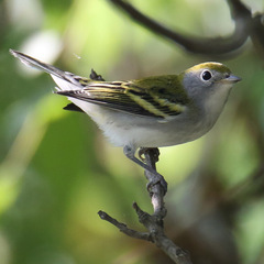 Setophaga pensylvanica