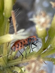 Spilostethus pandurus