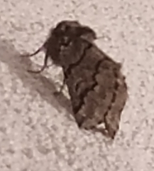 Thaumetopoea pityocampa