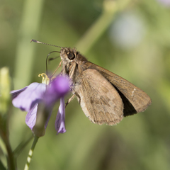 Cymaenes lepta