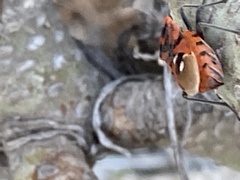 Spilostethus pandurus