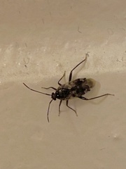 Eustictus