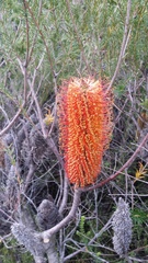 Banksia ericifolia