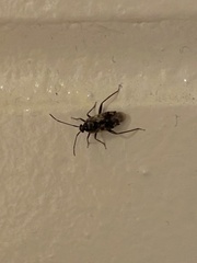 Eustictus