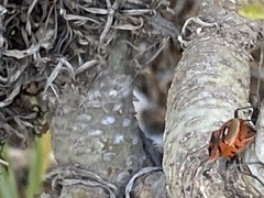 Spilostethus pandurus