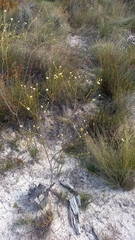 Lachnaea capitata