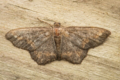 Hypagyrtis