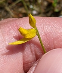 Utricularia