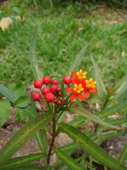 Asclepias curassavica