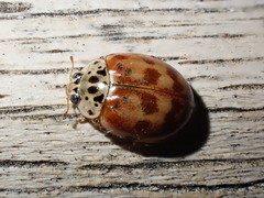 Harmonia quadripunctata