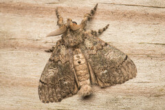 Dasychira obliquata