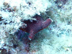 Halocynthia papillosa