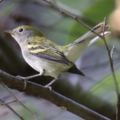Setophaga pensylvanica