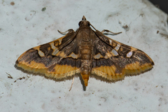 Prophantis
