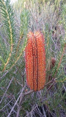 Banksia ericifolia