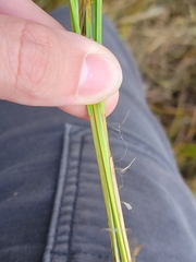 Carex pellita