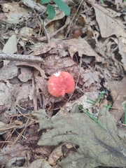 Russula rosacea