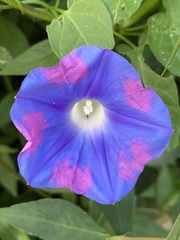 Ipomoea hederacea