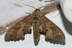 Marumba