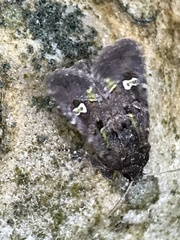 Lacinipolia renigera